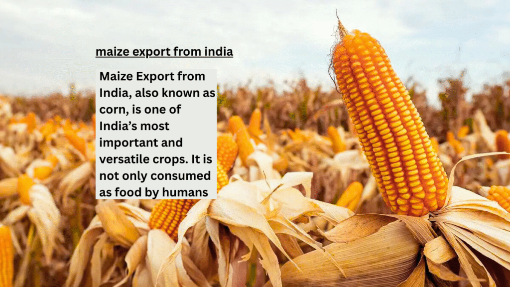 Maize Export from India Trends Benefits Challenges and Future Opportunities